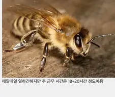 ㅈ나 열심히 일한다는 벌과 개미 특
