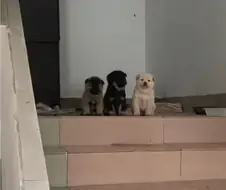 시골집 왔는데 삼대장 만남.jpg