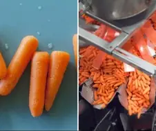 베이비당근의 비밀