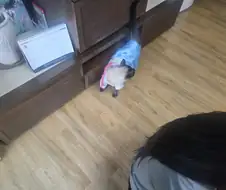 사람이 명절에 한복을 안 입으니 대신 고양이라도...