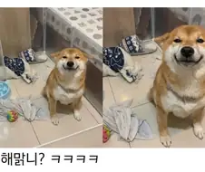 댕댕이 키우고시퍼병 고치는 짤