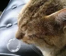 만화에서 나오는듯한 모습으로 자는 고양이