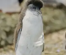 모히칸 룩