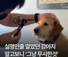 주인을 못 보는 개의 충격적인 진실