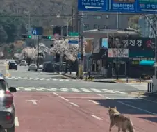 대전 늑대 탈출.... JPG