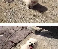 시골강아지의 세상 무해한 사진.jpg
