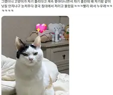 낮잠 재워 달라고 화내는 고영이