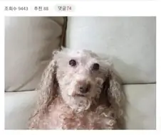 눈에넣어도안아픈우리집뽀삐.JPG