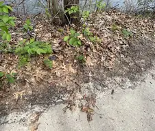 긴급 미션! 뱀을 찾아라.jpg