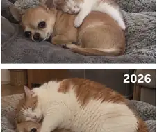 너무 커져버린 고양이