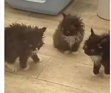 강귀가 너무 핧아서 도망나온 3형제 jpg.