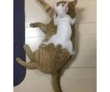 아기 고양이 1년 후