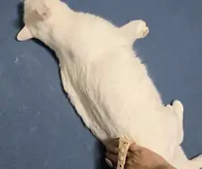냥이 안키우는 사람들은 모르는 고양이 하루 털 뿜뿜양