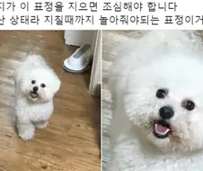 조심해야하는 강아지 표정.jpg