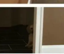 신랑이 데리고 온 강아지가 낯을 너무 가려요.jpg