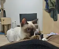 남자는 고양이 키우면 끈 있는 바지 입으면 안된다