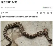 미국에서 방울뱀에 물리면 살아남기 힘든 이유.JPG