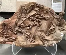 기묘한 동물천국인 호주는 화석도 기묘하다
