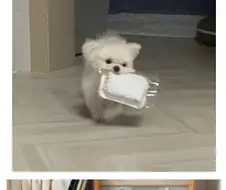 이거 빨리 뜯어달라는 강아지.jpg