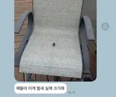 벌새를 못보고 깔고 앉으면 일어나는 일
