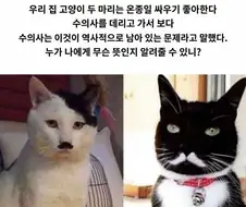 고양이로 환생한 역사적 인물들.jpg