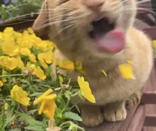 고양이: 꽃?! 퉷!