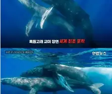 원피스) 브룩의 밤은 뜨거웠대