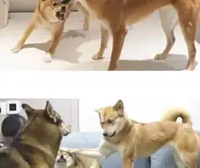 시바견과 상성이 안맞는 진돗개