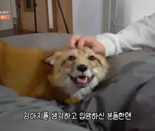 애완 여우 특징