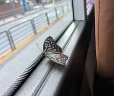 “미안한데 서울까지 무임승차 합시다”