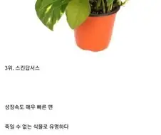 초보도 죽일 수가 없다는 식물들 jpg.