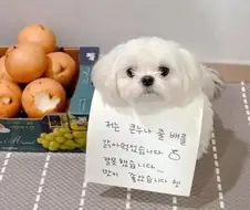 큰 누나 배를 갉아먹은 강아지