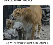 잡종인 라이거가 낳은 새끼 릴라이거