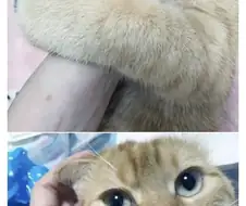 키우는 고양이가 너무 축축하다