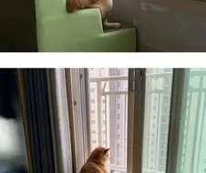 창밖 구경이 취미인 강아지.