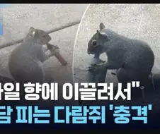 전담피는 다람쥐