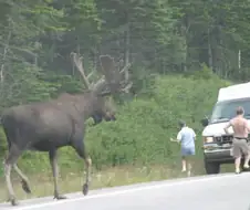 후방) 왕사슴가