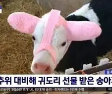 하드한 sm플레이를 준비중인 젖소