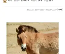유익한이야기) 여기 볼품 없어 보이는 몽골말이 있습니다