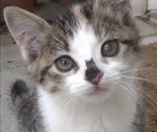 고양이 안에 고양이.jpg