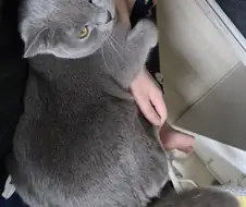 족고수 고양이 봐라