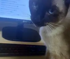 고양이 : 하 집사 너 이런 것 보니?