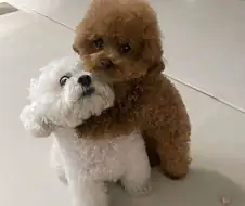목조르는 강아지