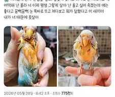 주인이 먹는 라면 빼앗아 먹겠다고 다이빙한 앵무새