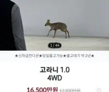 무사고 중고차 역대급 매물