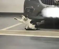 어디서 많이 본 고양이