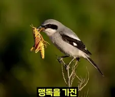 북미 때까치가 메뚜기 먹는 방법.jpg