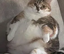 고양이들 표정 귀여운데 열받는다 ㅋㅋㅋㅋㅋ