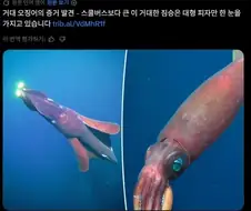 거대 오징어를 발견했습니다!