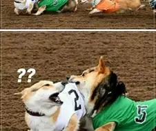 치열한 웰시코기 경주